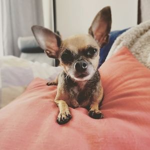 Meet your Posher, Emi